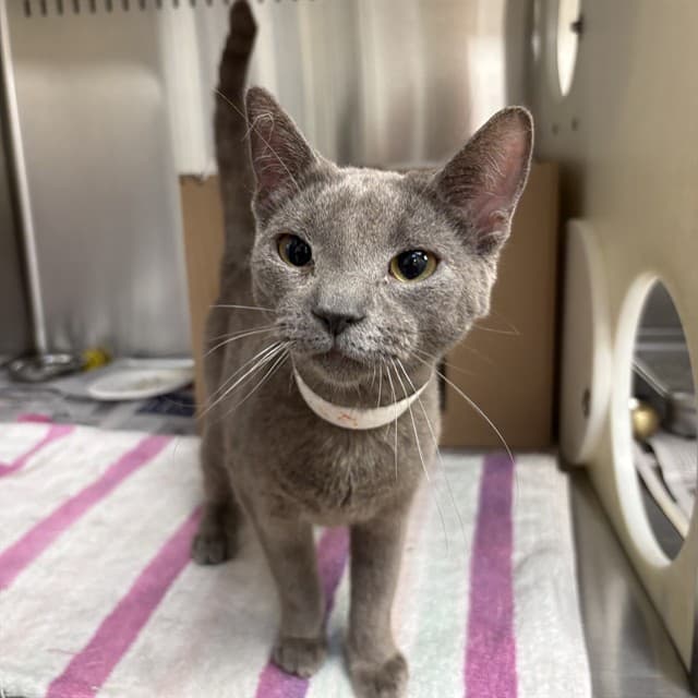 PEPPER - Domestic Shorthair cat available for adoption at Ottawa Humane Society in Ottawa