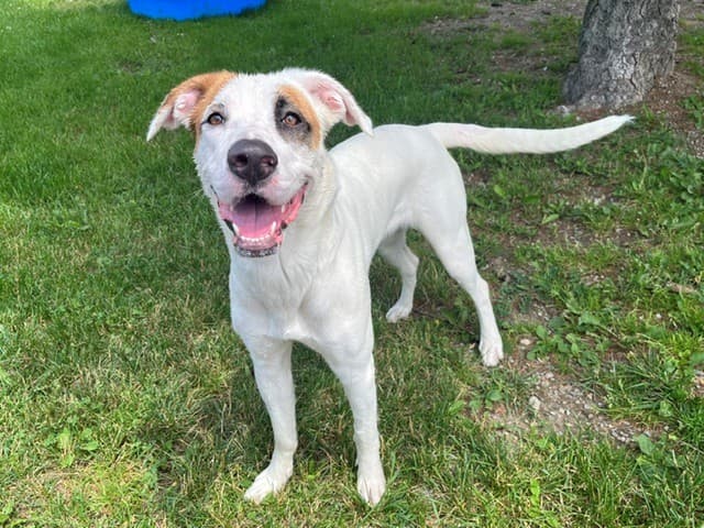 WILLOW - Labrador Retriever mix available for adoption in Calgary