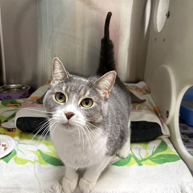 SALLIE - Domestic Shorthair available for adoption