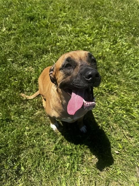 DAPHNE - Cane Corso available for adoption in Calgary