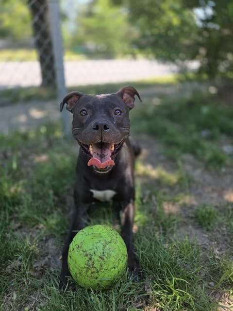 STAR - American Bulldog and Staffordshire Bull Terrier available for adoption