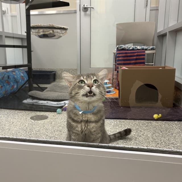FAVIO - Domestic Shorthair available for adoption
