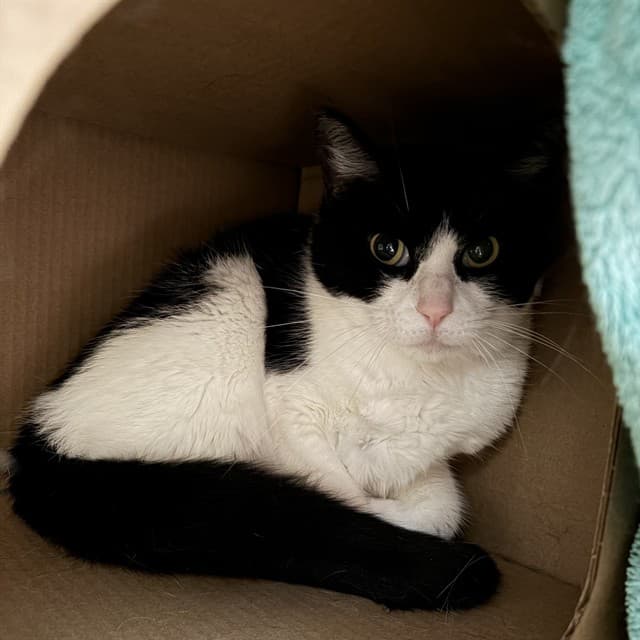 ETOILE - Domestic Shorthair available for adoption