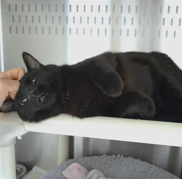 TEDDY - Domestic Shorthair available for adoption