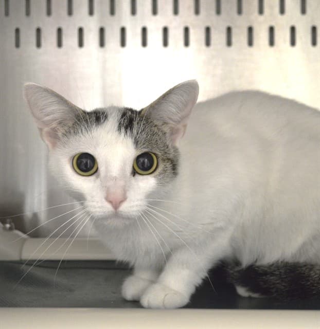 ANGEL - Domestic Shorthair cat available for adoption in Calgary