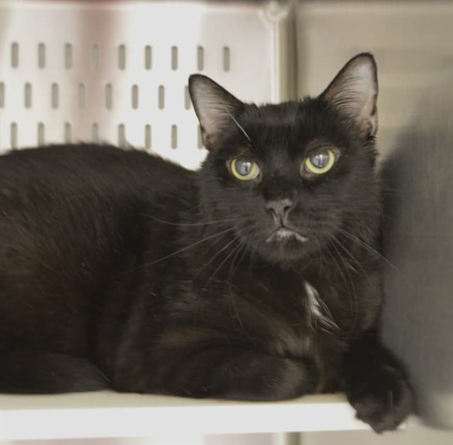 RIN - Domestic Shorthair cat available for adoption in Calgary