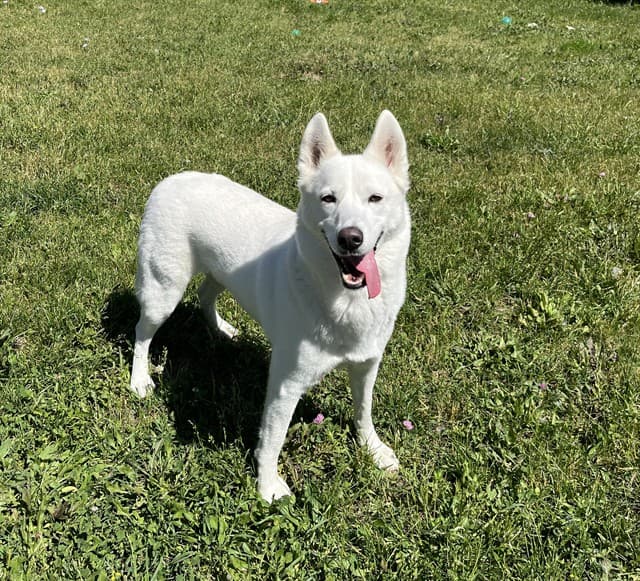 MILLIE - Siberian Husky available for adoption