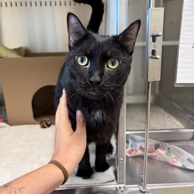 NIGHT - Domestic Shorthair cat available for adoption in Calgary