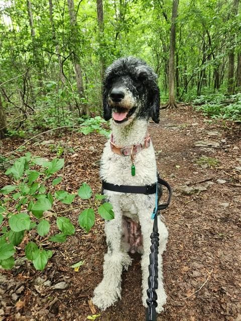 CASSIOPEIA - Poodle - Standard mix available for adoption
