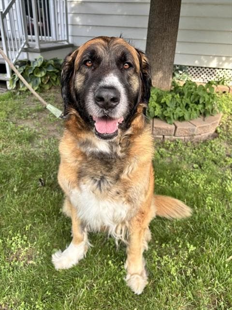 STELLA - Leonberger and Great Pyrenees available for adoption