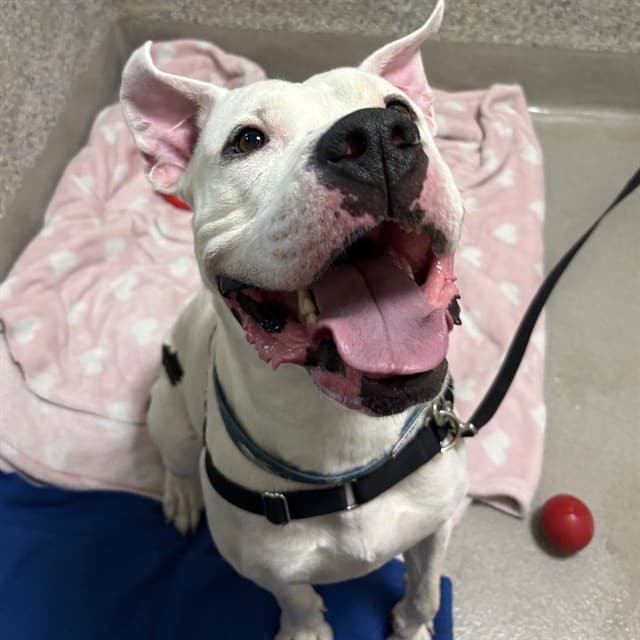 THOR - American Bulldog mix available for adoption