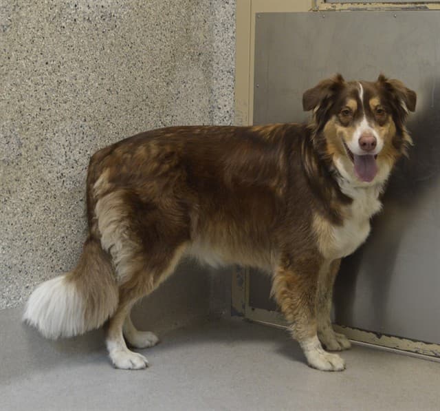 OLIVER - Australian Shepherd available for adoption