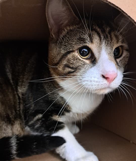 BOO - Domestic Shorthair available for adoption