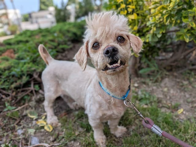 PEANUT - Shih Tzu and Poodle - Toy available for adoption in Calgary