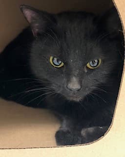 ARBYS - Domestic Shorthair cat available for adoption in Calgary