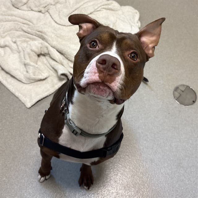 JACK - American Bulldog mix available for adoption