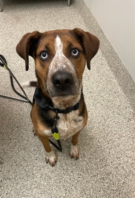 LUNA - Treeing Walker Hound mix available for adoption