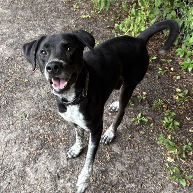 SCOUT - German Shepherd Dog and Dalmatian available for adoption
