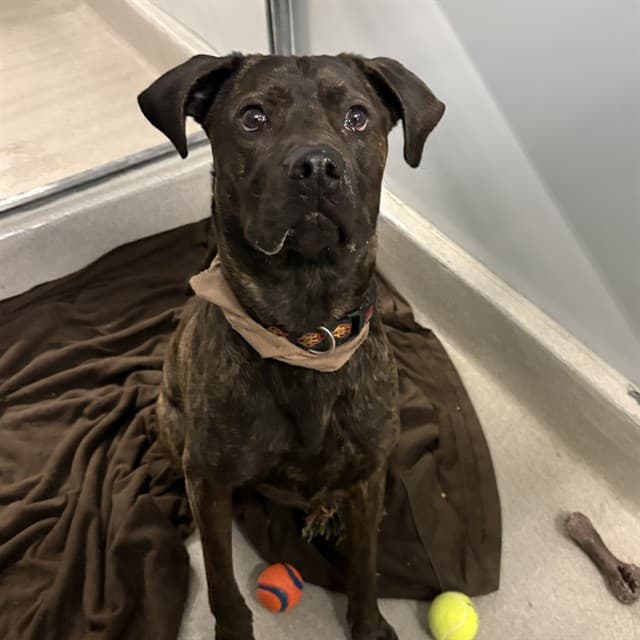 JAG - Cane Corso and Rottweiler available for adoption