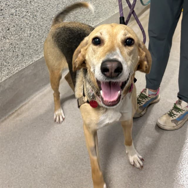 LEXI - Treeing Walker Hound available for adoption