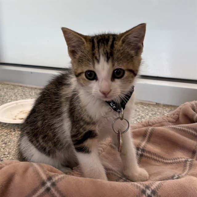 ZIKO - Domestic Shorthair available for adoption