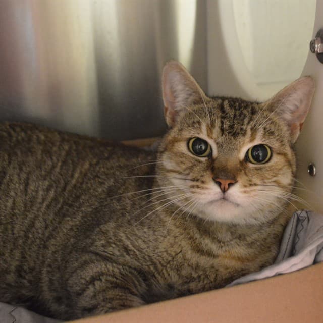 MANGO LASSI - Domestic Shorthair cat available for adoption in Calgary