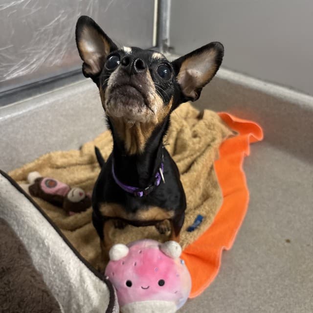 BIANCA - Miniature Pinscher available for adoption
