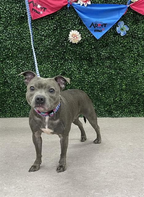 MYSTIC - Staffordshire Bull Terrier and French Bulldog available for adoption at Saskatoon Animal Control Agency in Saskatoon