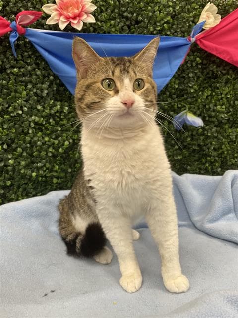 PINEAPPLE - Domestic Shorthair cat available for adoption at Saskatoon Animal Control Agency in Saskatoon