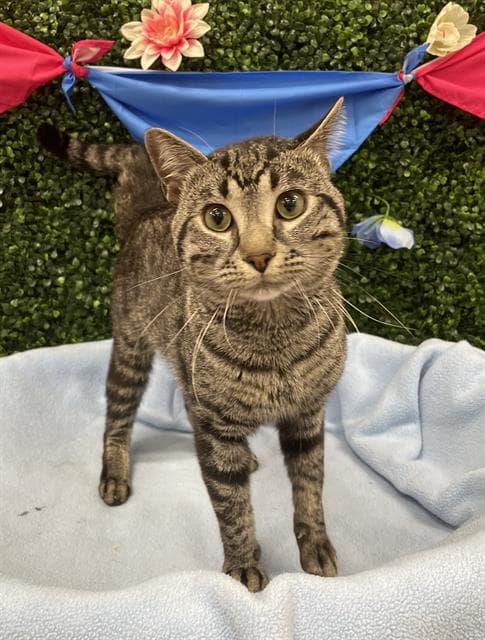 COCONUT - Domestic Shorthair cat available for adoption at Saskatoon Animal Control Agency in Saskatoon