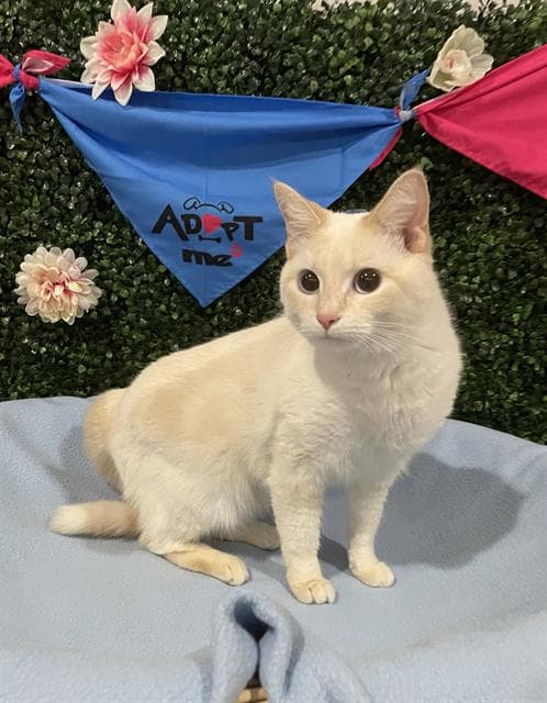 GUAVA - Siamese and Domestic Shorthair cat available for adoption at Saskatoon Animal Control Agency in Saskatoon