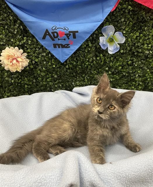 PAPAYA - Domestic Mediumhair cat available for adoption at Saskatoon Animal Control Agency in Saskatoon