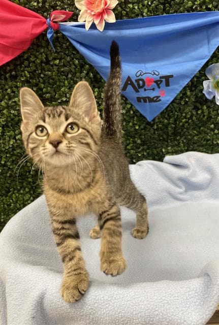 CANTALOUPE - Domestic Shorthair cat available for adoption at Saskatoon Animal Control Agency in Saskatoon