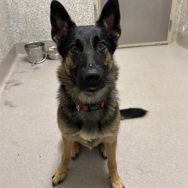 LAIKA - German Shepherd Dog available for adoption