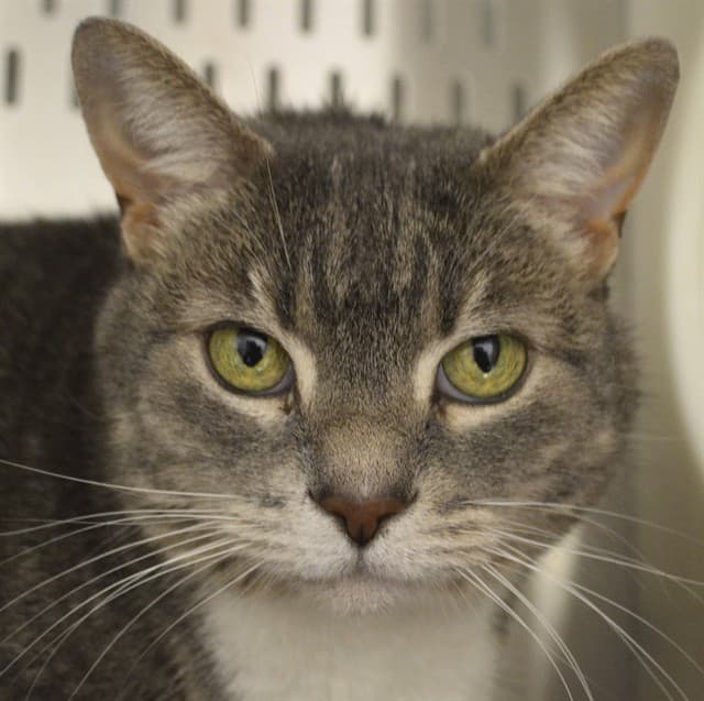 BOOTS - Domestic Shorthair cat available for adoption at Ottawa Humane Society in Ottawa
