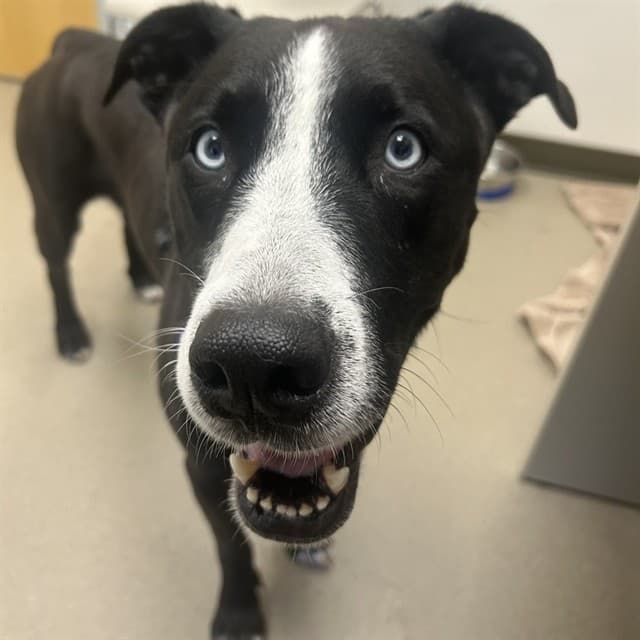 DANI - Retriever mix available for adoption