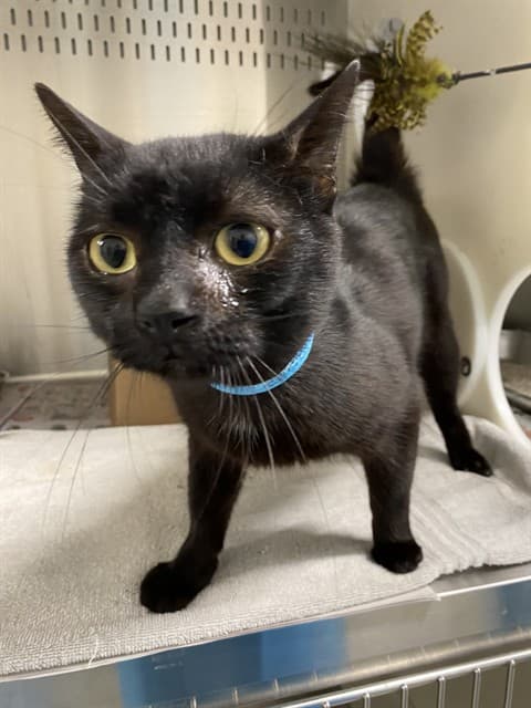 GROVER - Domestic Shorthair cat available for adoption at Ottawa Humane Society in Ottawa