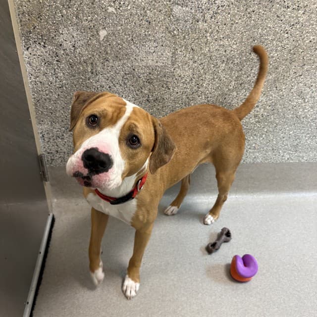 DUDE - Boxer mix available for adoption at Ottawa Humane Society in Ottawa