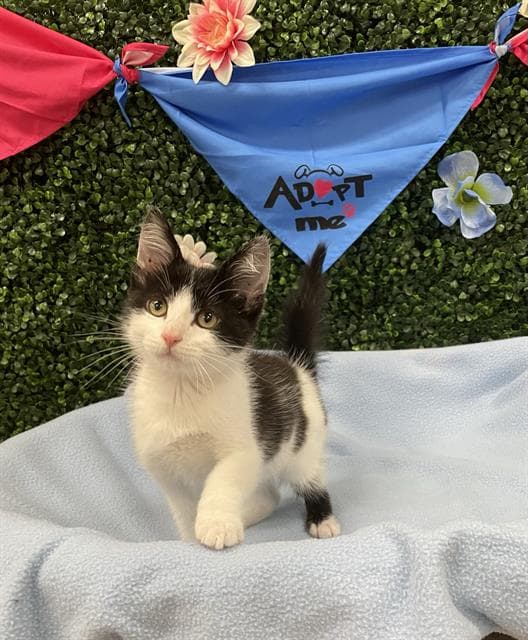 DURIAN - Domestic Shorthair cat available for adoption in Calgary