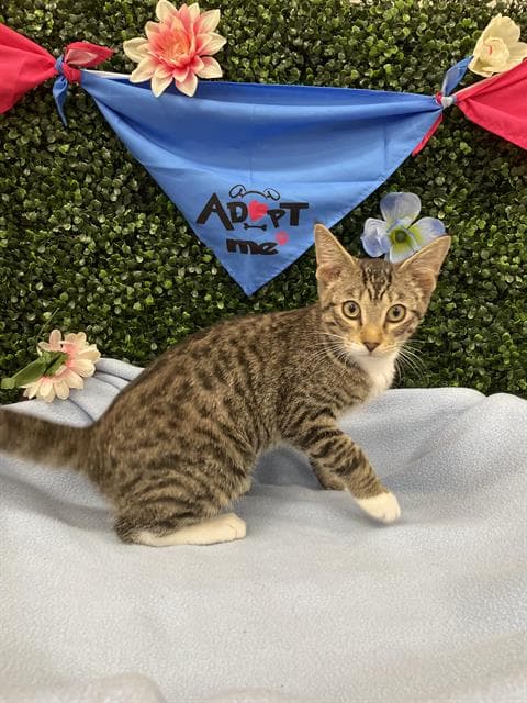AVOCADO - Domestic Shorthair cat available for adoption in Calgary