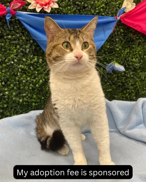 PINEAPPLE - Domestic Shorthair cat available for adoption in Calgary