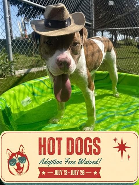 MONROE - American Bulldog mix available for adoption