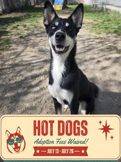 JENNY - Siberian Husky available for adoption at City of Toronto Animal Services in Toronto