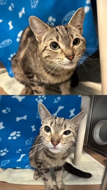 MISS THANG - Domestic Shorthair cat available for adoption at City of Toronto Animal Services in Toronto