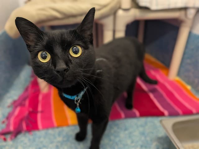 ROSIE - Domestic Shorthair cat available for adoption at City of Toronto Animal Services in Toronto