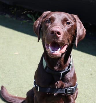 BRUNO - Retrver Labradr available for adoption