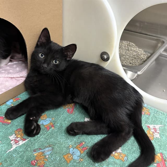 PIP - Domestic Shorthair cat available for adoption at Ottawa Humane Society in Ottawa