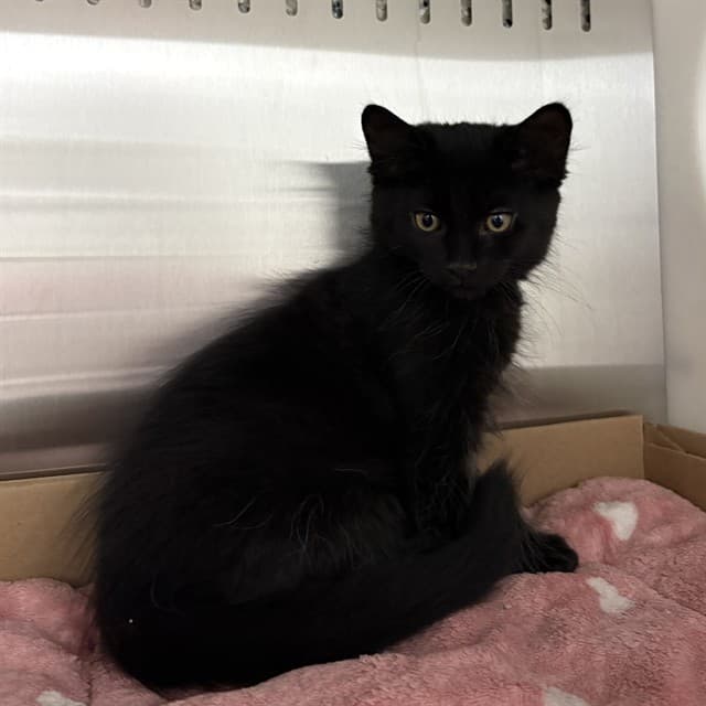 BUBBA - Domestic Shorthair available for adoption