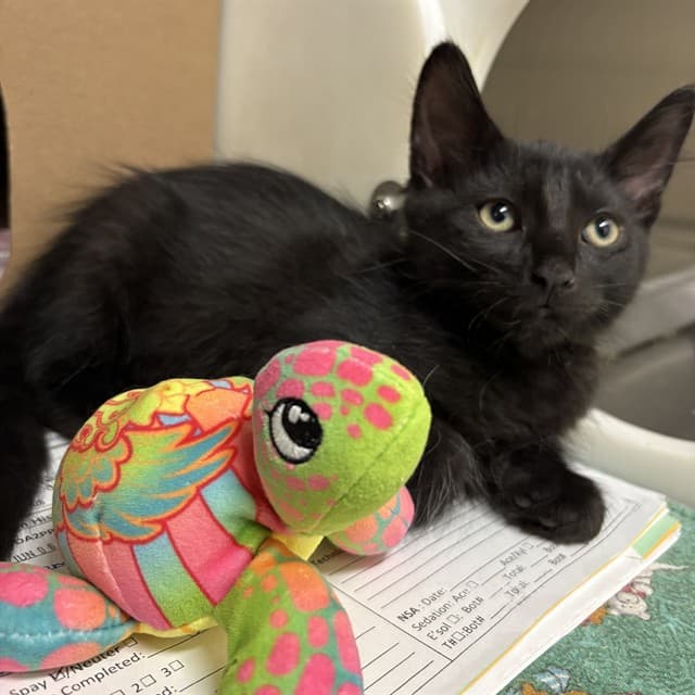 MIRO - Domestic Shorthair cat available for adoption at Ottawa Humane Society in Ottawa