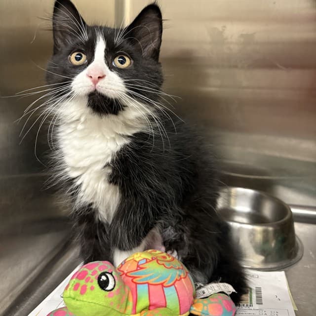 FRANKIE - Domestic Shorthair cat available for adoption at Ottawa Humane Society in Ottawa